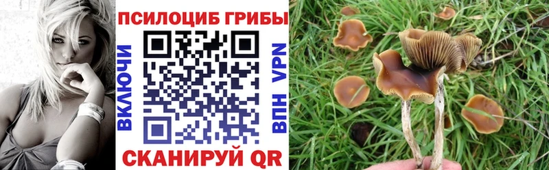 Псилоцибиновые грибы Cubensis  Сенгилей 